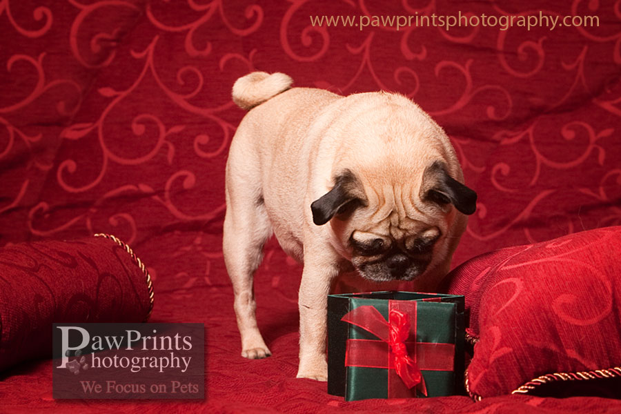 pug_box