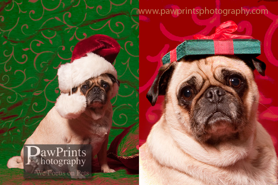 pug_hats2