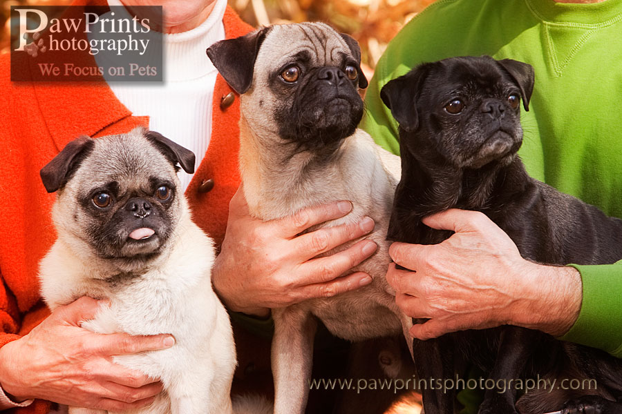 pug_love