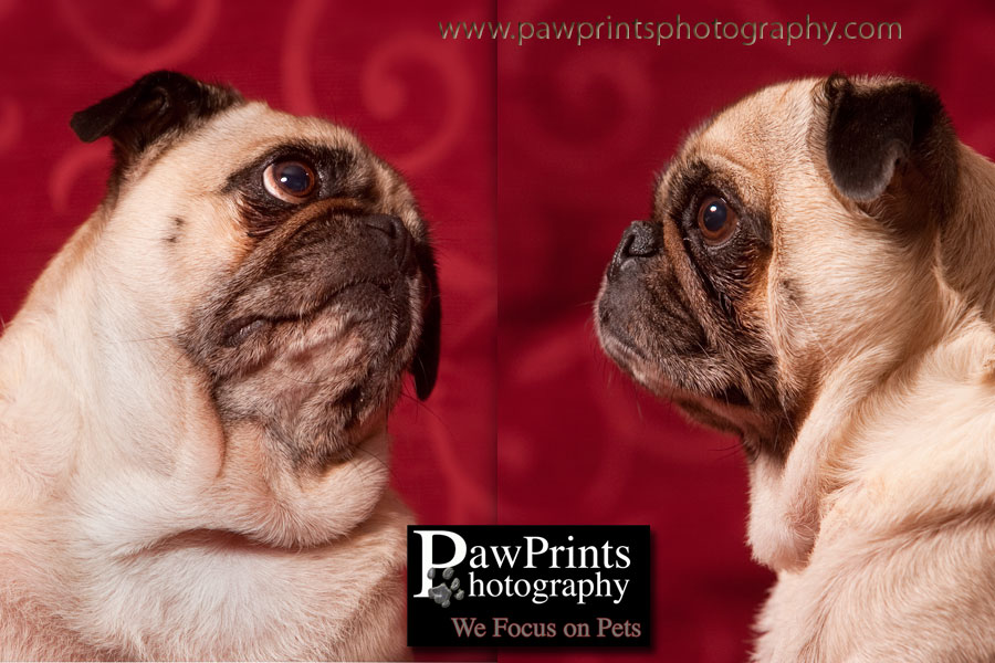 pug_profile