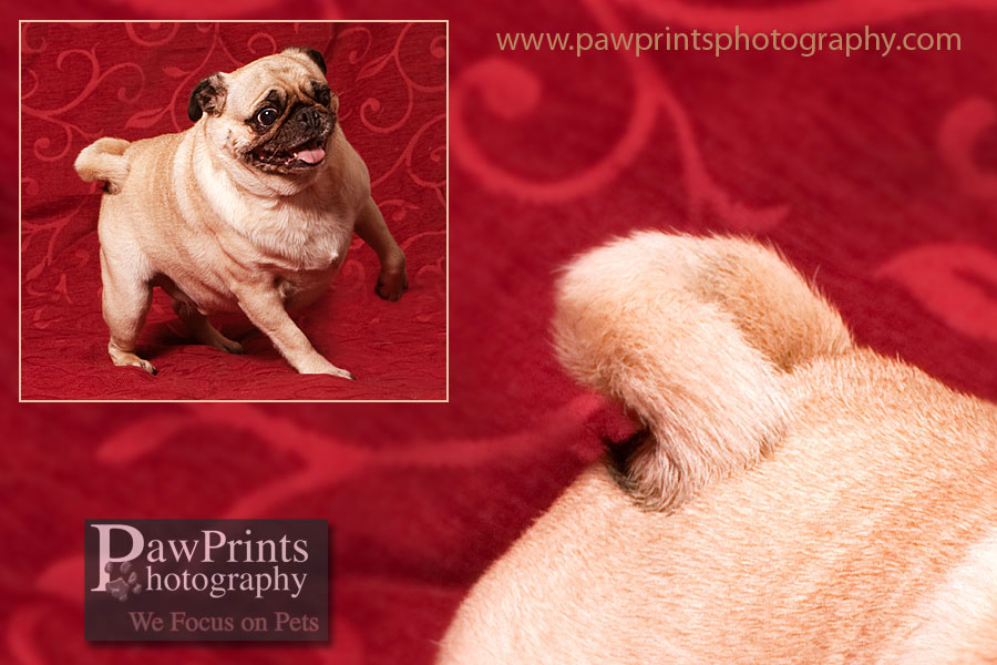 pug_tail4