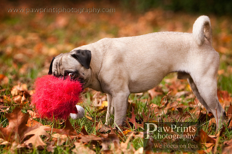pug_toy