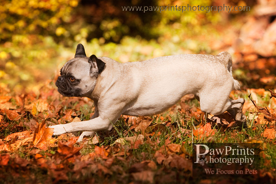 running_pug