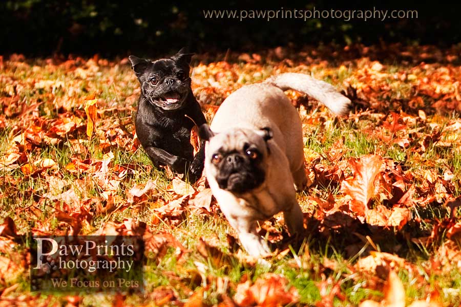 running_pugs