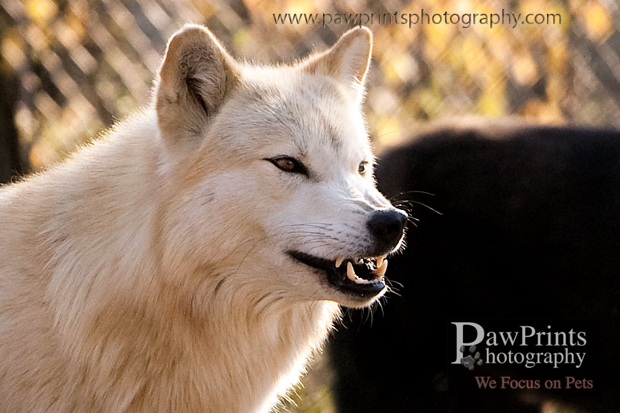 white_wolf