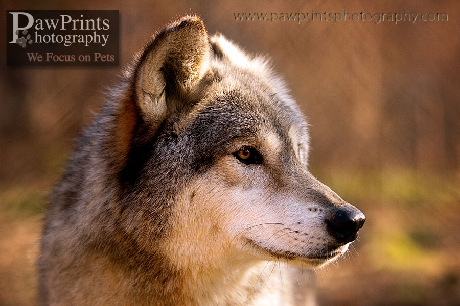wolf