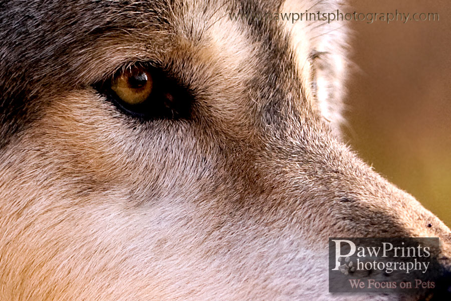 wolf_eye