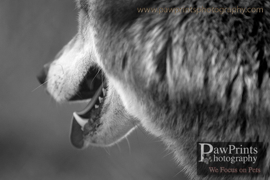 wolf_mouth