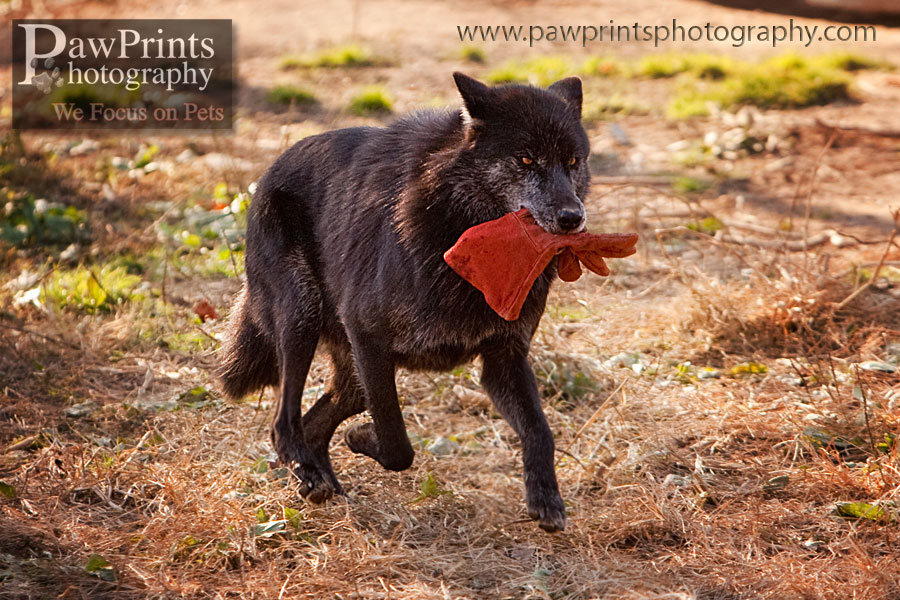 wolf_red_glove