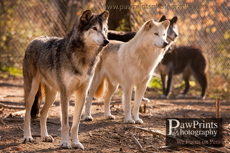 wolves_4
