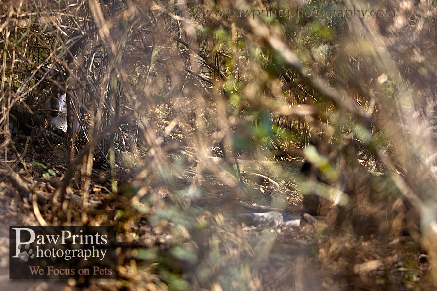 wolves_hidden