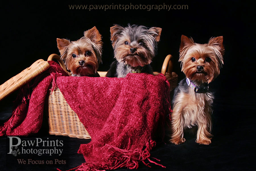 yorkies_basket_red