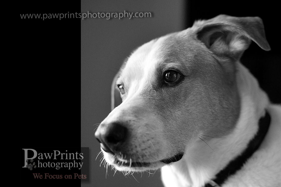 maxwell_bw