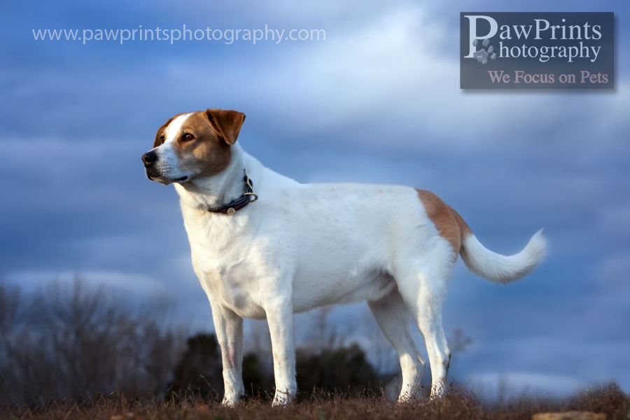 maxwell_standing
