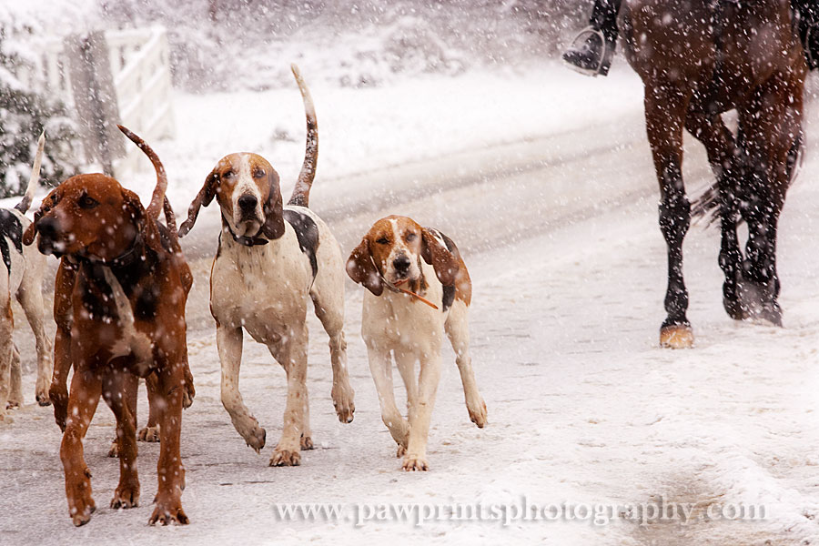 middleburg_hounds