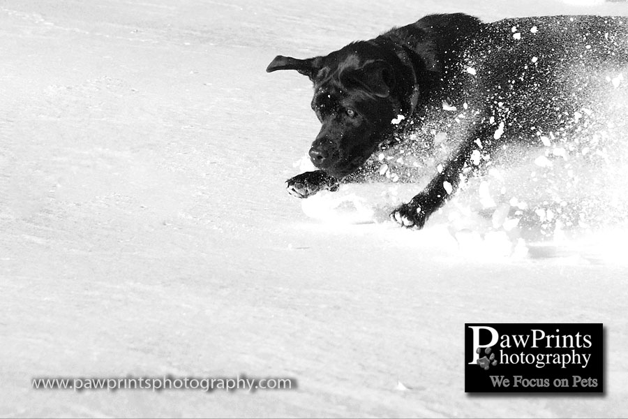 sam_fresh_snow sam_fresh_snow
