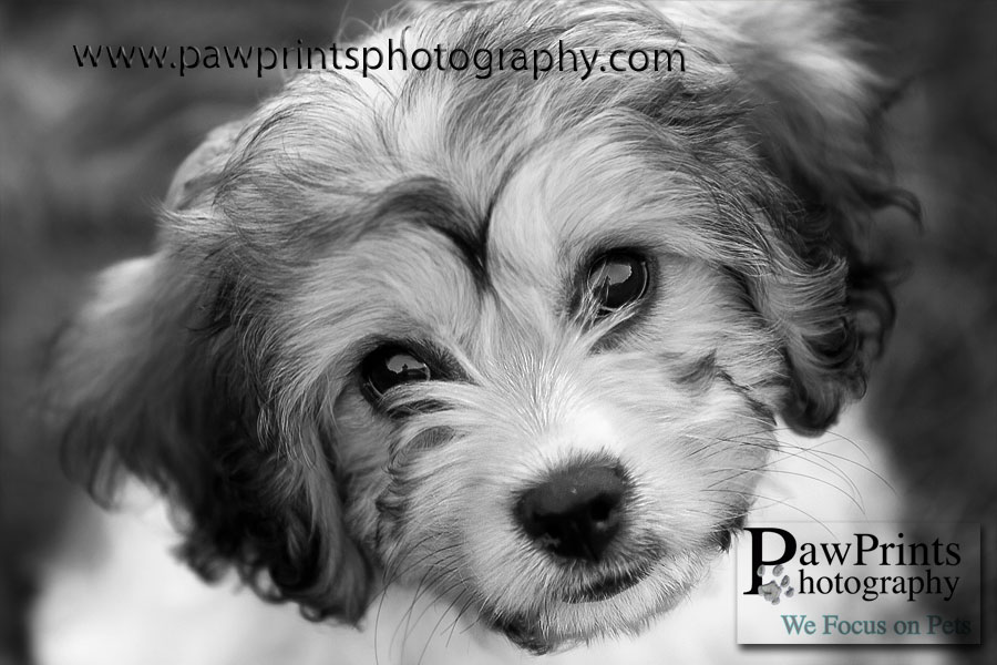 libby_bw libby_bw