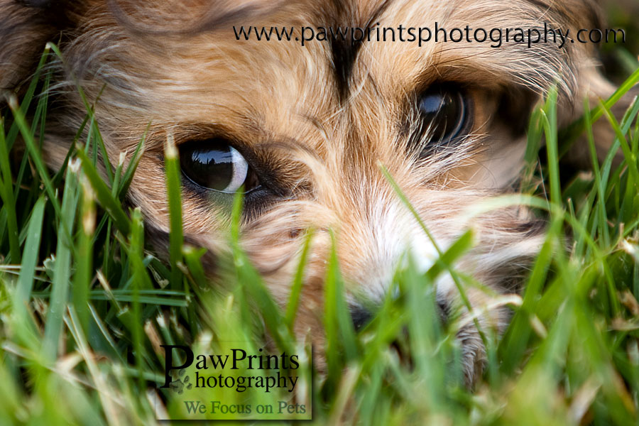 libby_grass libby_grass