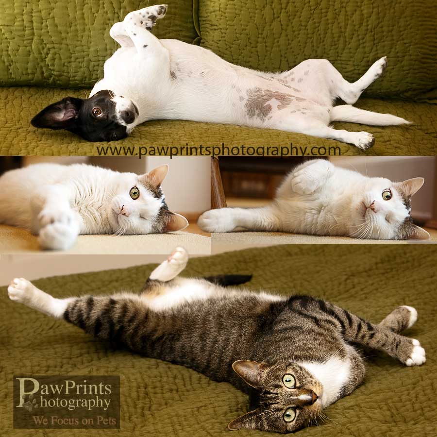 ang_j_purrnest_a