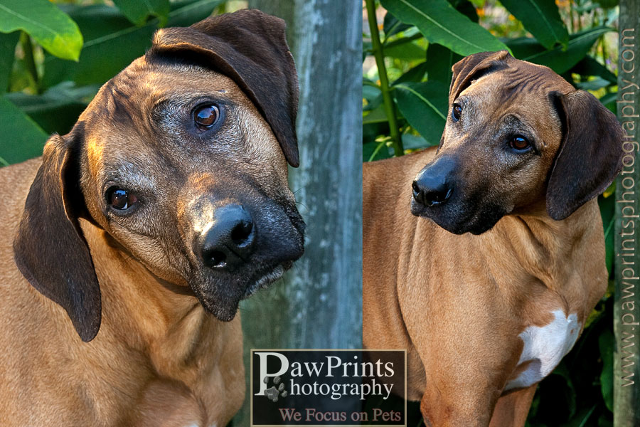 bentley_faces