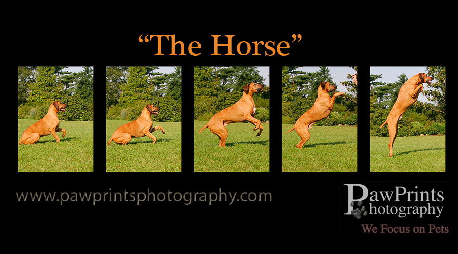 bentley_horse