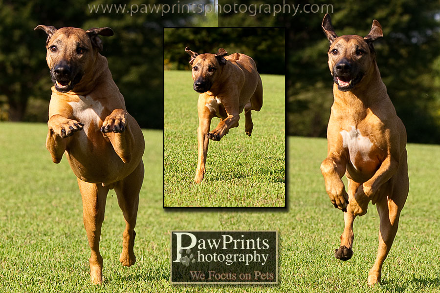 bentley_running_a