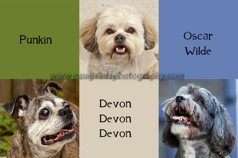 punkin_devon_oscar