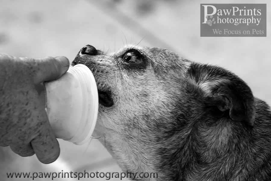 punkin_icecream