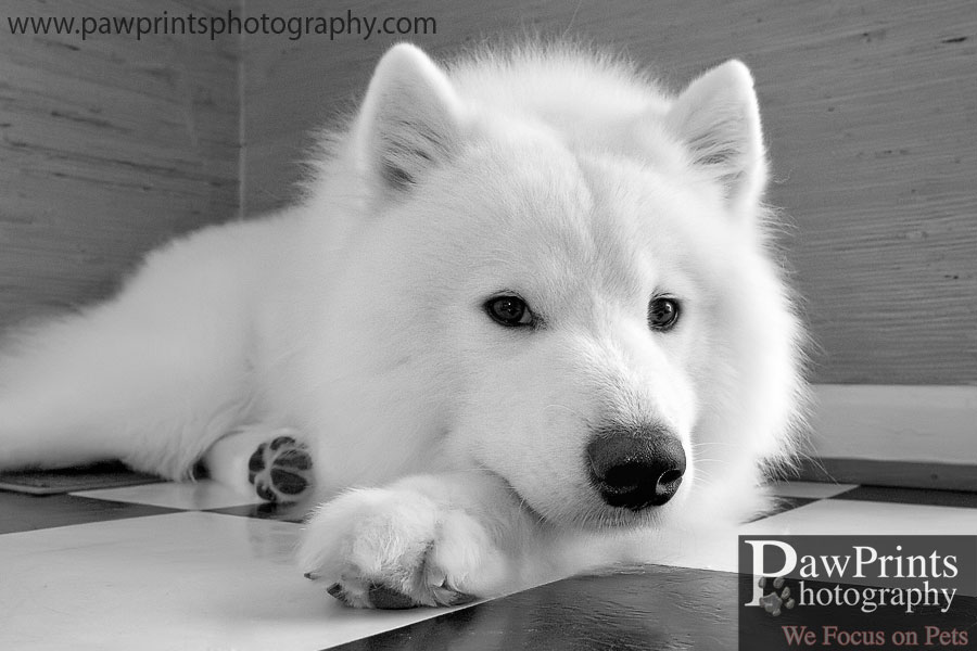 treasure_rest_bw