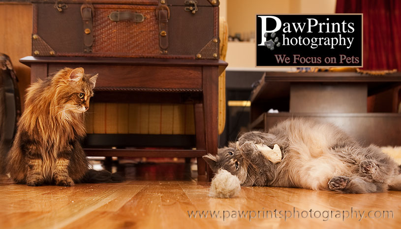 callye_thistle_catnip