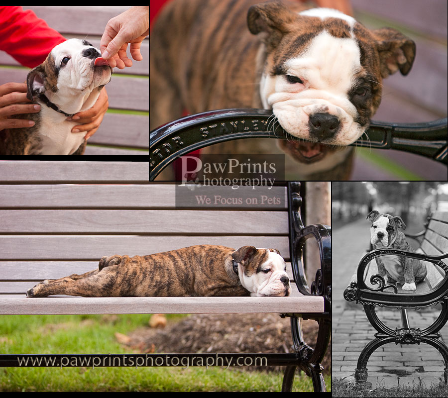 dozer_bench
