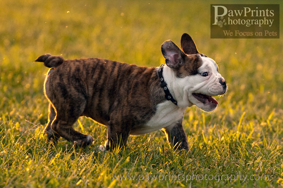 dozer_run_happy