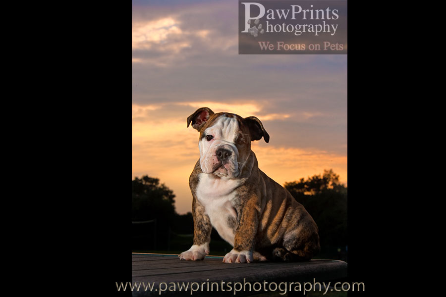 dozer_sunset