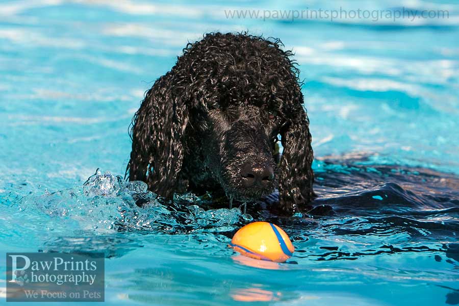 poodle_ball