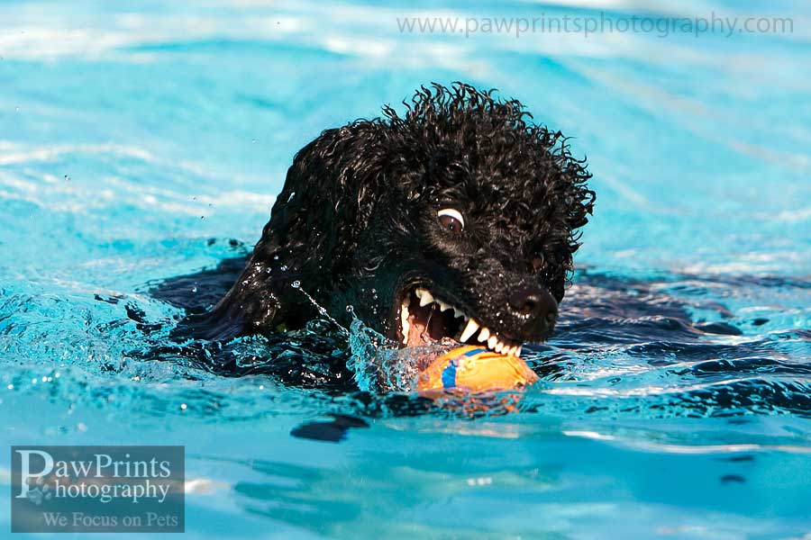 poodle_chomp