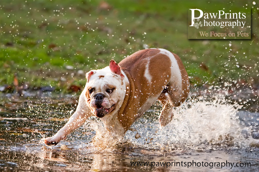 taudee_action_water