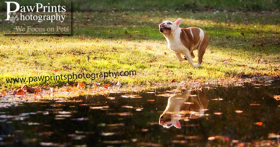 taudee_run_reflection_9662