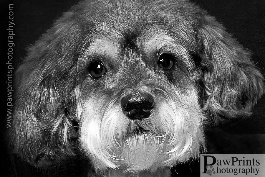 rags_face_bw