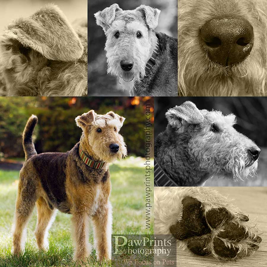 keynu_collage Airdale