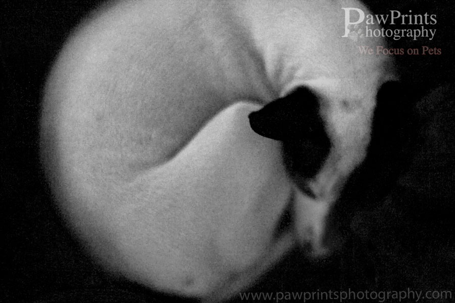dottie_bw