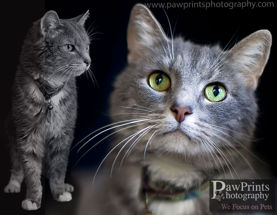 chandler_cat_2