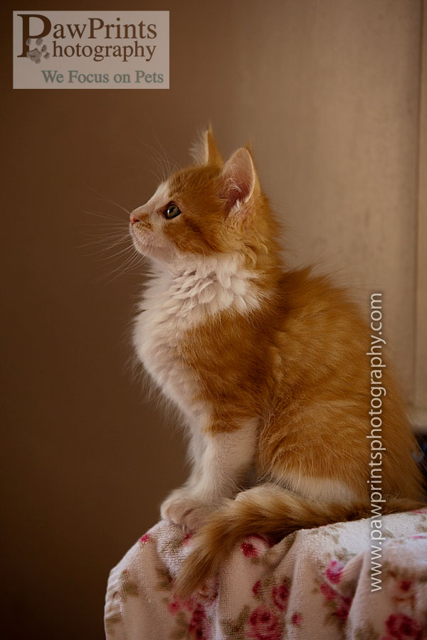 kitten_sitting