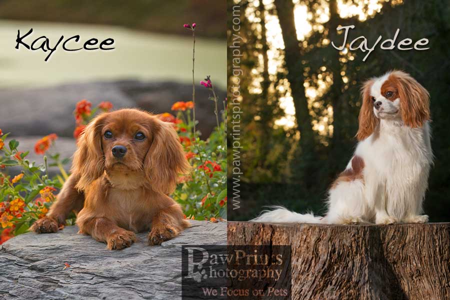 cavalier_outside