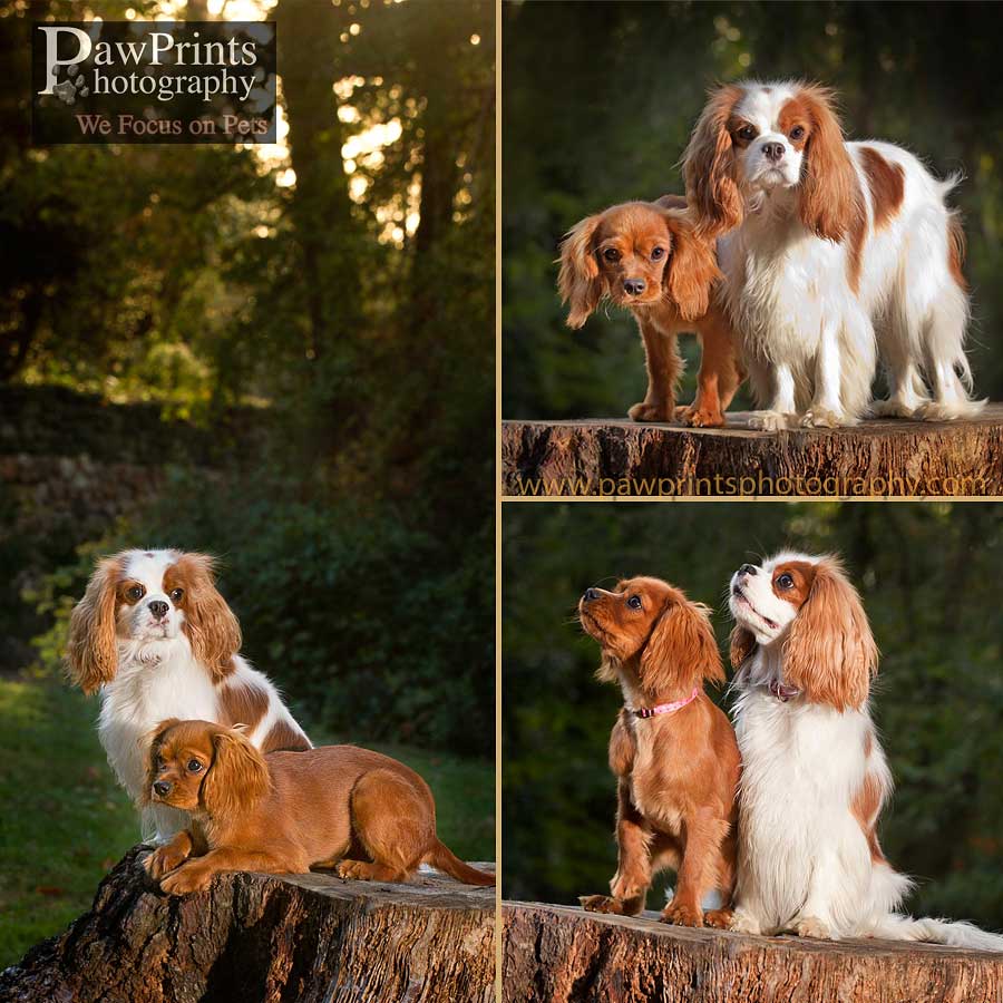 cavalier_ruby_blenheim_3sq