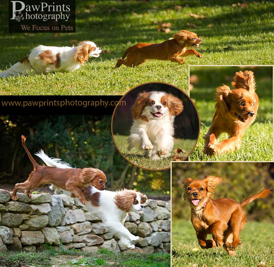 cavalier_running_collage