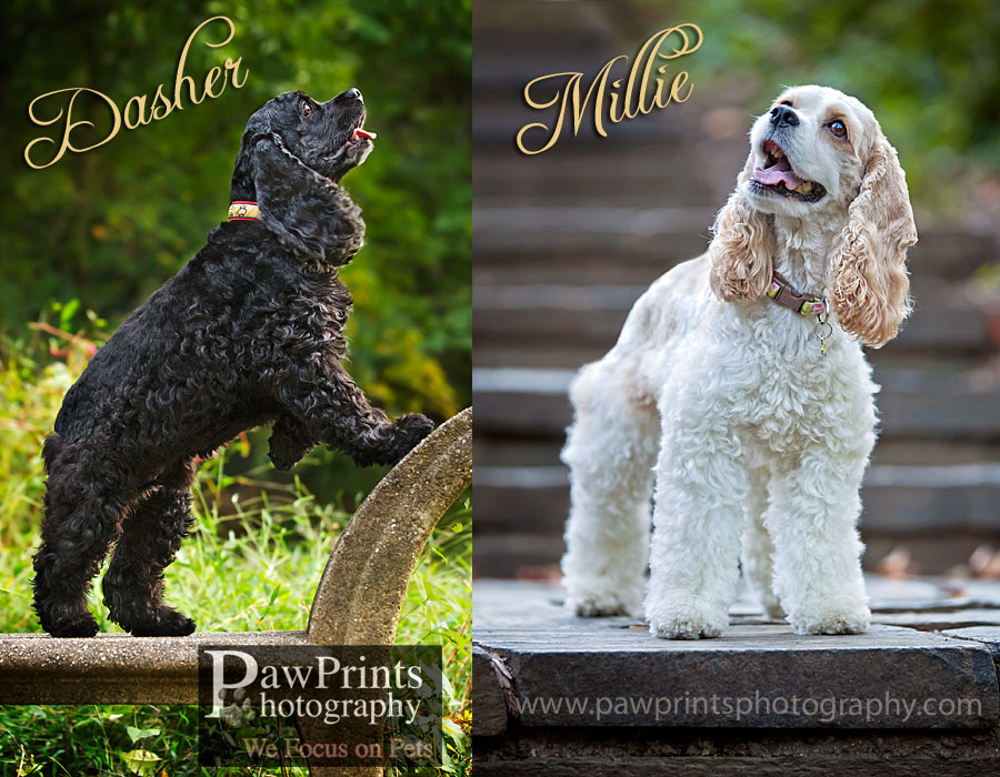 dasher_millie_1