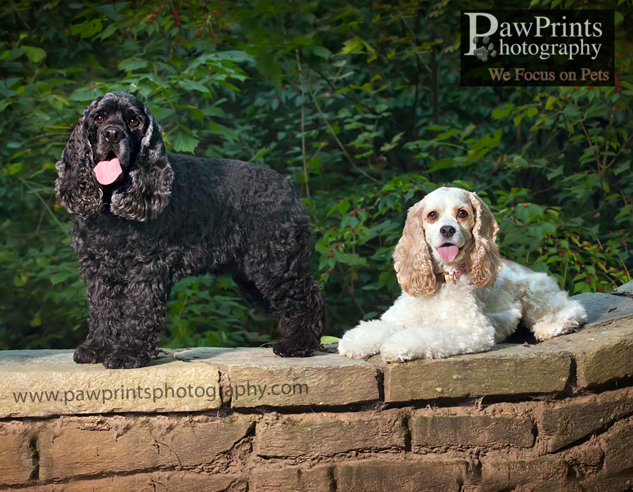 dasher_millie_wall
