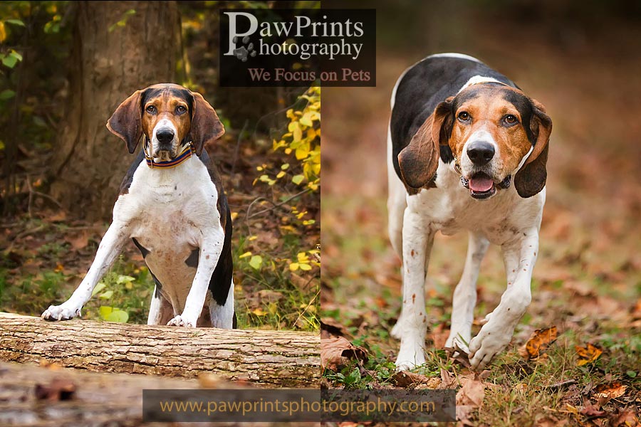 coonhound on tree and walking